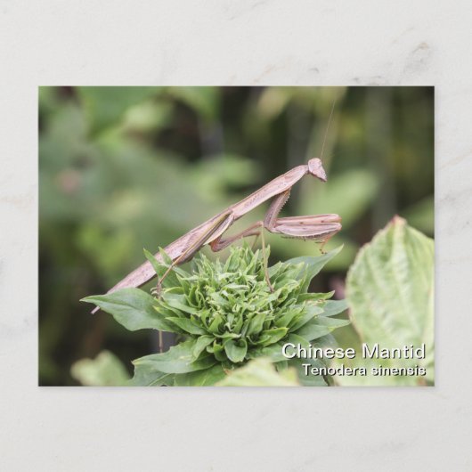 Praying Mantis Briefkaart (Voorkant)