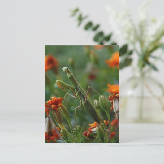 Praying Mantis Briefkaart (Staand voorkant)