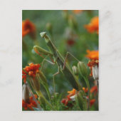 Praying Mantis Briefkaart (Voorkant)