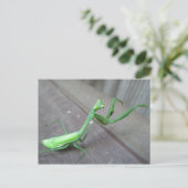 Praying Mantis Briefkaart (Staand voorkant)