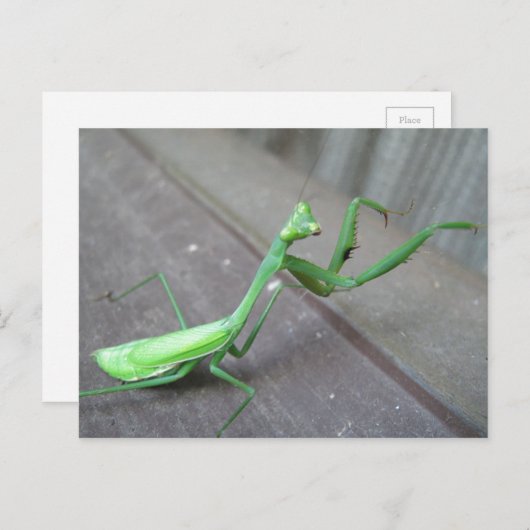 Praying Mantis Briefkaart (Voorkant / Achterkant)