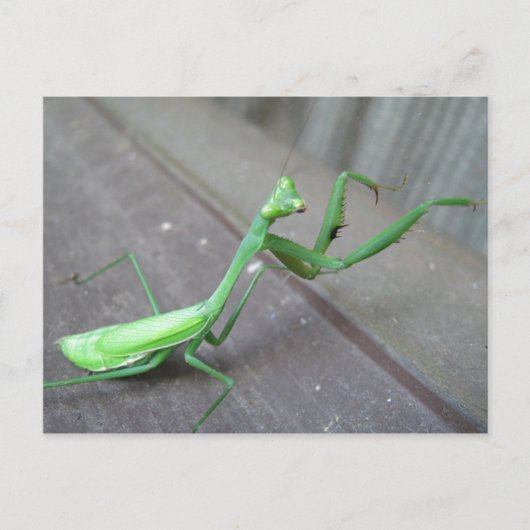 Praying Mantis Briefkaart (Voorkant)