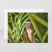 Praying Mantis Briefkaart (Voorkant / Achterkant)