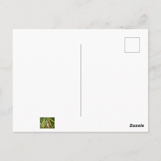 Praying Mantis Briefkaart (Achterkant)