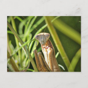 Praying Mantis Briefkaart