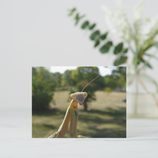 Praying Mantis Briefkaart (Staand voorkant)