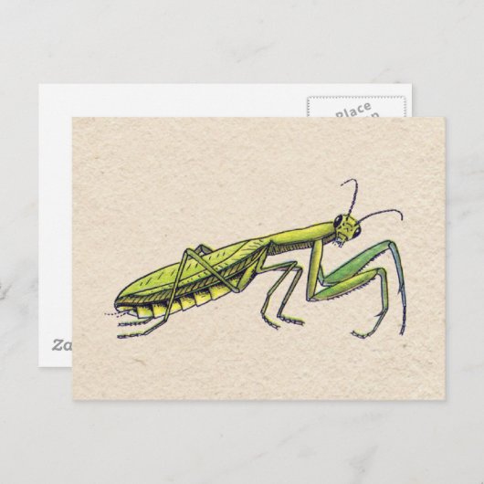 Praying Mantis Briefkaart (Voorkant / Achterkant)