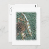 Praying Mantis Briefkaart (Voorkant / Achterkant)