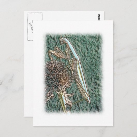 Praying Mantis Briefkaart (Voorkant / Achterkant)