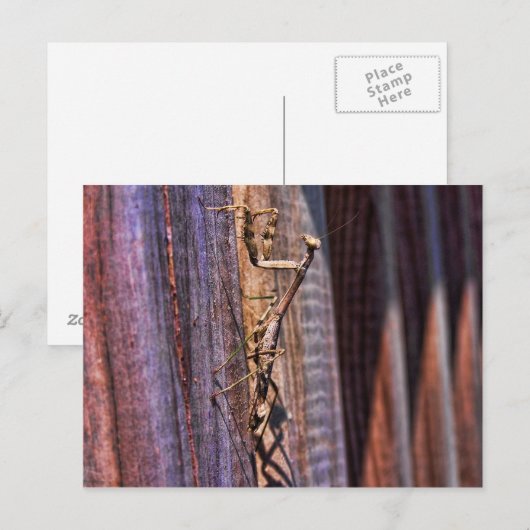 Praying Mantis Briefkaart (Voorkant / Achterkant)