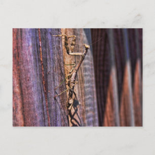 Praying Mantis Briefkaart