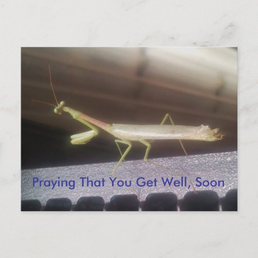 Praying Mantis Briefkaart (Voorkant)