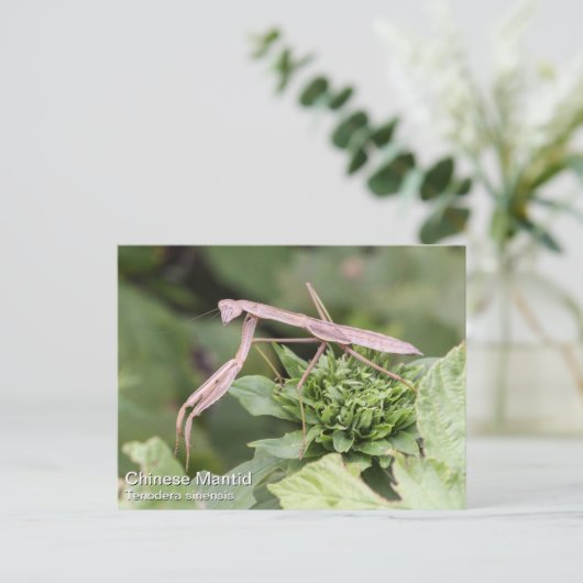 Praying Mantis Briefkaart (Staand voorkant)