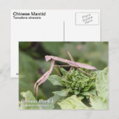 Praying Mantis Briefkaart (Voorkant / Achterkant)