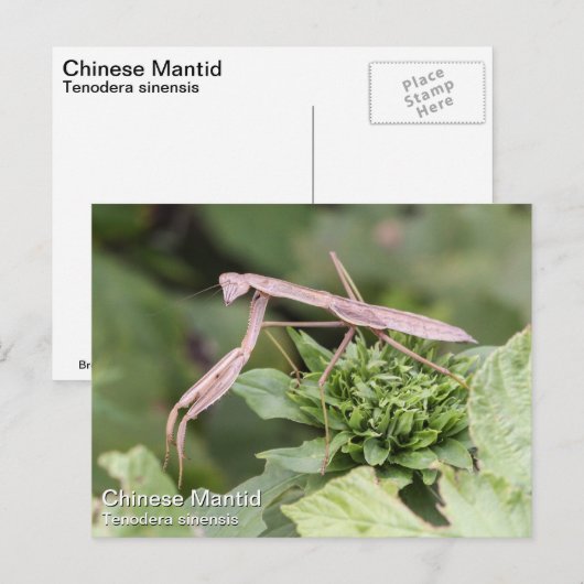 Praying Mantis Briefkaart (Voorkant / Achterkant)