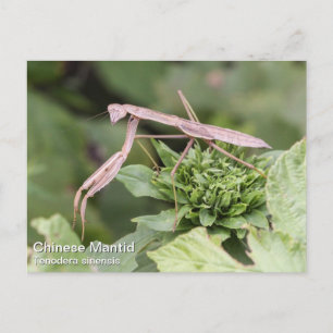 Praying Mantis Briefkaart