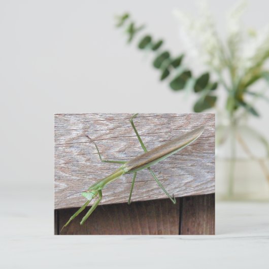 Praying Mantis Briefkaart (Staand voorkant)