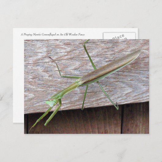 Praying Mantis Briefkaart (Voorkant / Achterkant)