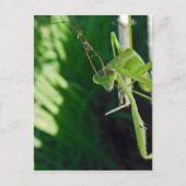 Praying Mantis Briefkaart (Voorkant)