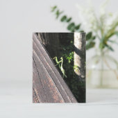 Praying Mantis   Briefkaart (Staand voorkant)