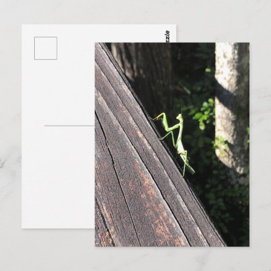 Praying Mantis   Briefkaart (Voorkant / Achterkant)