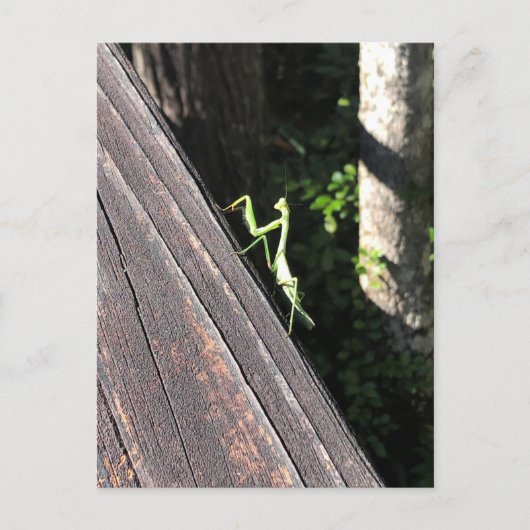 Praying Mantis   Briefkaart (Voorkant)
