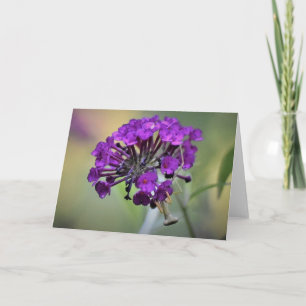 Praying Mantis, card Kaart