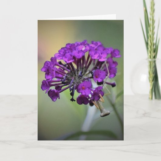 Praying Mantis, card Kaart (Voorkant)