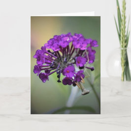 Praying Mantis, card Kaart