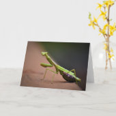 Praying Mantis, card Kaart (Gele Bloem)