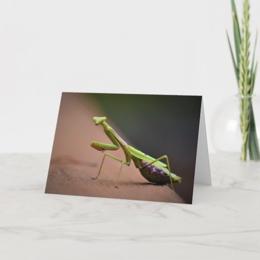 Praying Mantis, card Kaart (Voorkant)