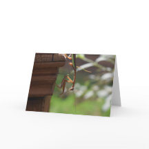 Praying Mantis, card