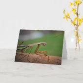 Praying Mantis, card Kaart (Gele Bloem)