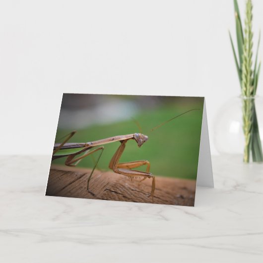 Praying Mantis, card Kaart (Voorkant)