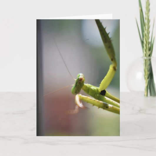 Praying Mantis, card Kaart (Voorkant)