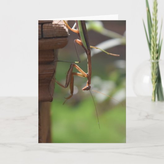 Praying Mantis, card Kaart (Voorkant)
