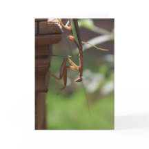 Praying Mantis, card