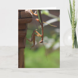 Praying Mantis, card Kaart