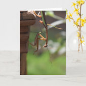 Praying Mantis, card Kaart (Gele Bloem)