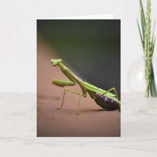 Praying Mantis, card Kaart (Voorkant)