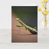 Praying Mantis, card Kaart (Gele Bloem)