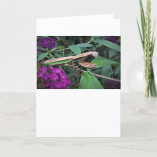 Praying Mantis, card Kaart