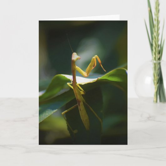 Praying Mantis, card Kaart (Voorkant)