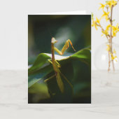 Praying Mantis, card Kaart (Gele Bloem)