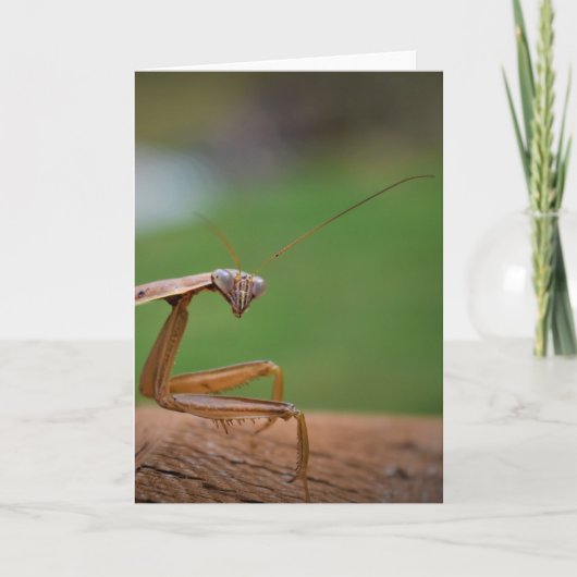 Praying Mantis, card Kaart (Voorkant)