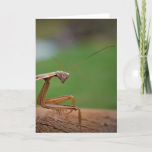 Praying Mantis, card Kaart
