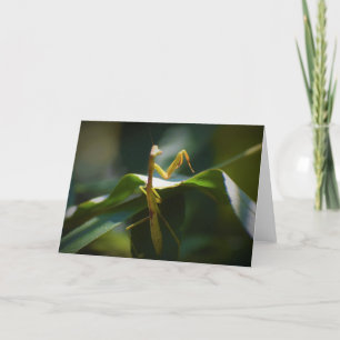 Praying Mantis, card Kaart