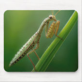 Praying Mantis Close-up Muismat (Voorkant)