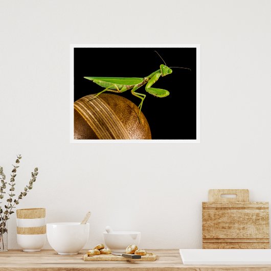 Praying Mantis Close-up Poster (Keuken)