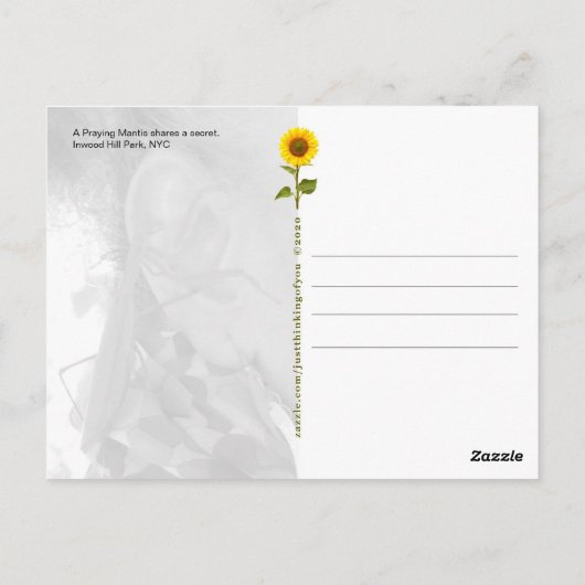 Praying Mantis deelt een geheim - V briefkaart (Achterkant)